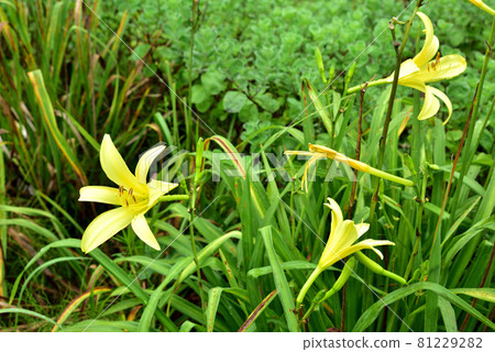 Yuusuge Kisuge 檸檬 Yellow Flower 一日花 81229282