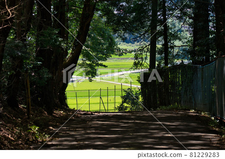 樹蔭下的田園風光，內山田田清流三道 81229283