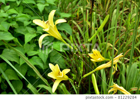 Yuusuge Kisuge Lemon Yellow Flower One Day Flower 81229284