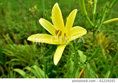 Yuusuge Kisuge 檸檬 Yellow Flower 一日花 81229285