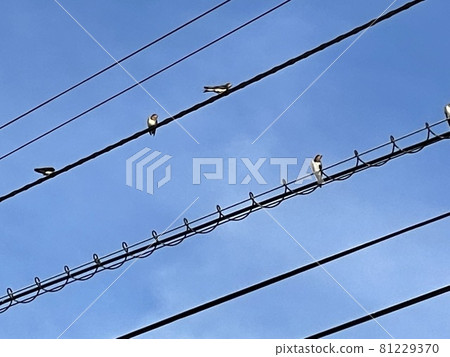 Swallow like a musical note Swallow like a musical note 81229370