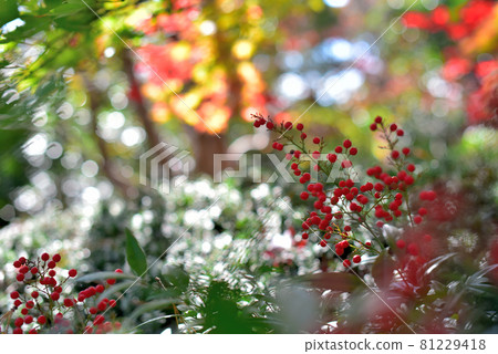 Surrounded by autumn leaves 81229418