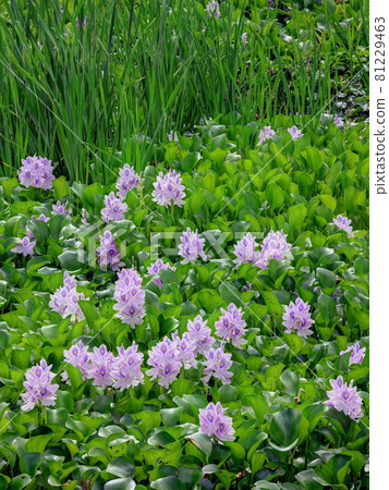 Water hyacinth garden 81229463
