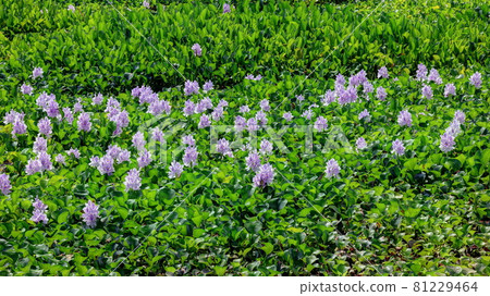 Water hyacinth garden 81229464