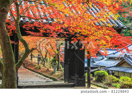 Autumn leaves of Akitsuki Autumn leaves of Akitsuki 81229843