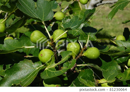 Blue fig fruit Blue fig fruit 81230064
