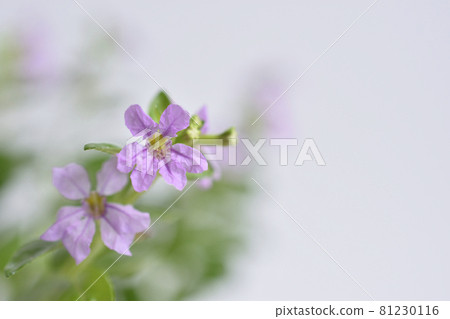 萼距花 81230116