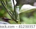 Chrysalis pupa 81230357