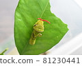 Spangle odor 81230441