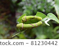 The last instar larva of the swallowtail butterfly 81230442