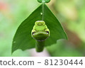 Spangle larva (head / face) 81230444