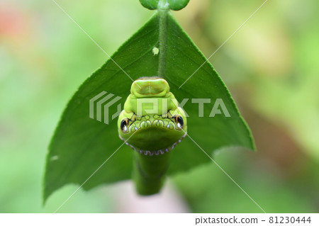 Spangle larva (head / face) 81230444