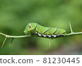 Age larvae of swallowtail 81230445