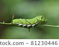 Age larvae of swallowtail 81230446