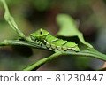 Age larvae of swallowtail 81230447