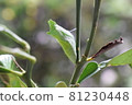 Chrysalis pupa 81230448