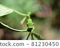 Last-instar larva of swallowtail (head / face) 81230450