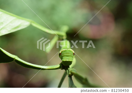 Last-instar larva of swallowtail (head / face) Last-instar larva of swallowtail (head / face) 81230450