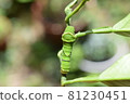Age larvae of swallowtail 81230451