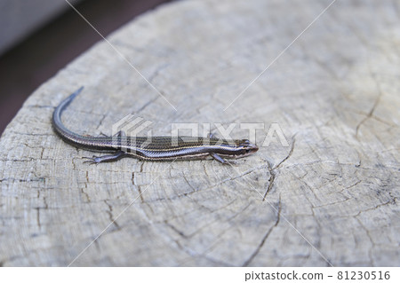 Japanese lizard Japanese lizard 81230516
