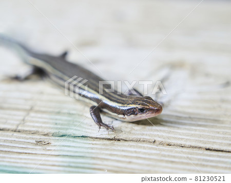 Japanese lizard Japanese lizard 81230521