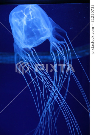 jellyfish jellyfish 81230732