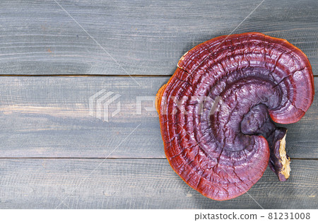 Ganoderma lucidum mushroom on wooden floor Ganoderma lucidum mushroom on wooden floor 81231008