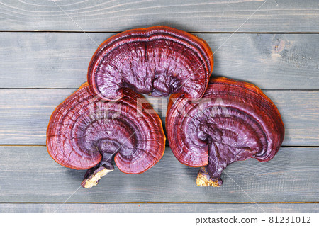 Ganoderma lucidum mushroom on wooden floor Ganoderma lucidum mushroom on wooden floor 81231012