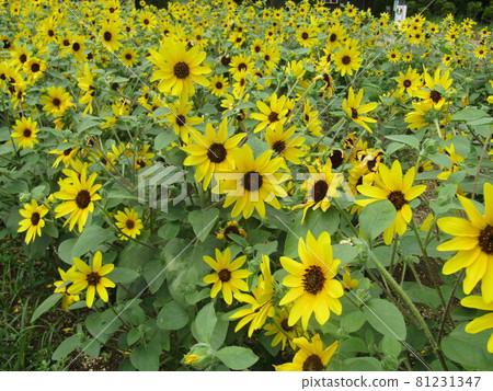 Sunflower in the front yard of Sanyo Medea Flower Museum Sunflower in the front yard of Sanyo Medea Flower Museum 81231347