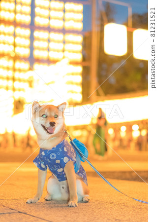 多賀大社、萬都祭、豆柴 4 多賀大社、萬都祭、豆柴 4 81231521