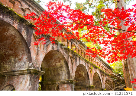 京都水色閣南禪寺的秋葉 81231571