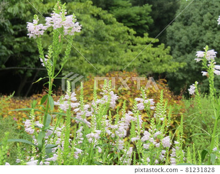 This light purple flower is Kctrano 81231828