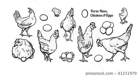 Free grazing hens with eggs and chickens. Set of egg-laying hens. Vector illustration Free grazing hens with eggs and chickens. Set of egg-laying hens. Vector illustration 81231979