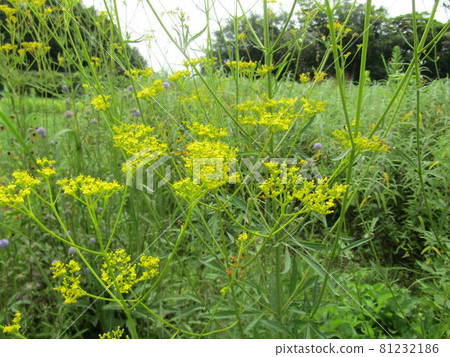 Autumn seven grass ominaesh which begins to bloom from summer 81232186
