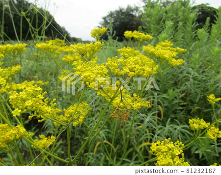 Autumn seven grass ominaesh which begins to bloom from summer 81232187