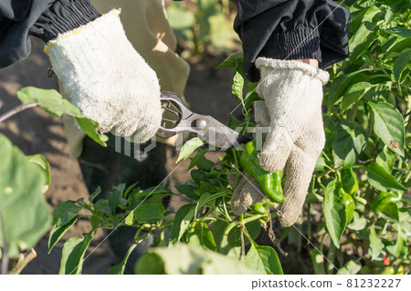 青椒收穫 81232227