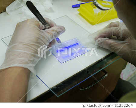 一維電泳 一維電泳 81232264