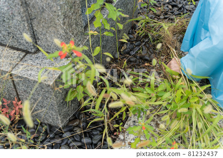 Grave cleaning weeding Grave cleaning weeding 81232437