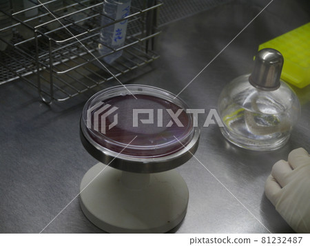 細菌培養 81232487