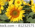 Sun Flower  81232575
