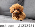 A puppy 81232581