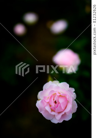 玫瑰,玫瑰,玫瑰,玫瑰 玫瑰,玫瑰,玫瑰,玫瑰 81232626