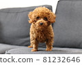 A puppy 81232646