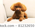 toy poodle  81232650