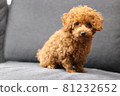 toy poodle  81232652