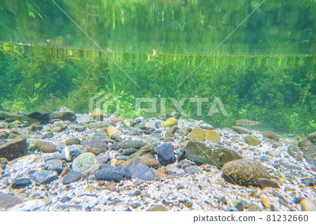 [夏季材料] 水邊和水下材料 [長野縣] 81232660