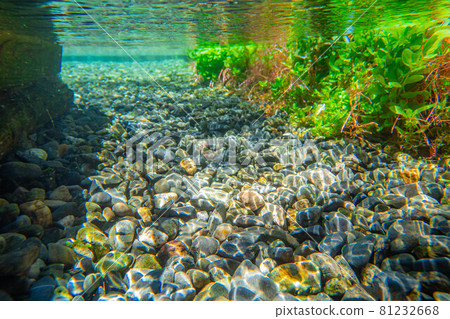 [夏季材料] 水邊和水下材料 [長野縣] 81232668