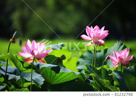 Summer scenery, Oeam Folk Village 81232798