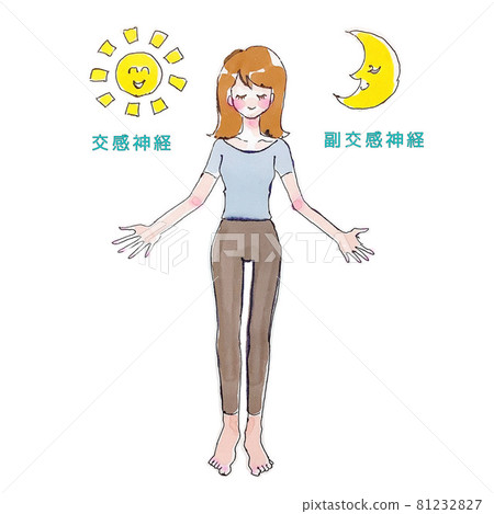 Mechanism of autonomic nerves 81232827