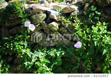 Summer scenery, Oeam Folk Village 81232857